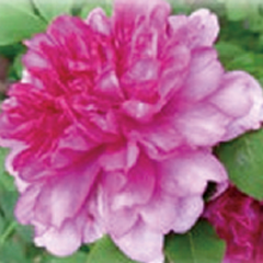 rose-extract-image
