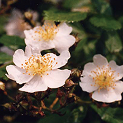 rose-fruit-extract