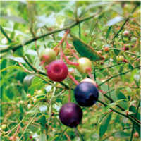 bilberry-extract-image