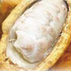 cacao-seed-extract-image