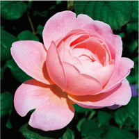 queen-rose-extract-image