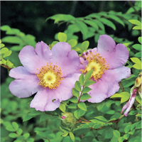 rose-extract-image