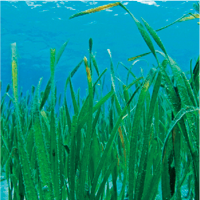 seagrass-extract-image