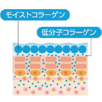 ダブルコラーゲン