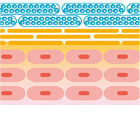 protect-collagen-image